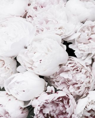 Affiche pivoine 40 x 50 cm