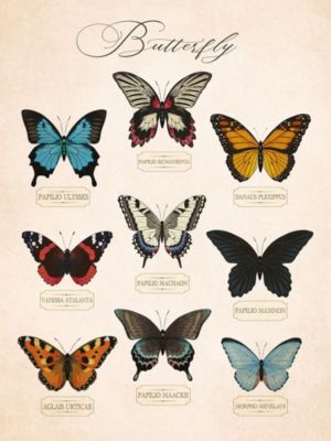 Affiche planche vintage papillons l.30 x l.40 cm Dada Art