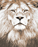 Affiche portrait Lion Dada Art L.40 x l.30 cm
