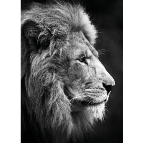 Affiche portrait lion noir et blanc L.50 x H.70cm Dada Art