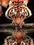 Affiche tigre Dada Art l.60 x H.80 cm
