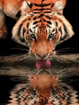 Affiche tigre Dada Art l.60 x H.80 cm