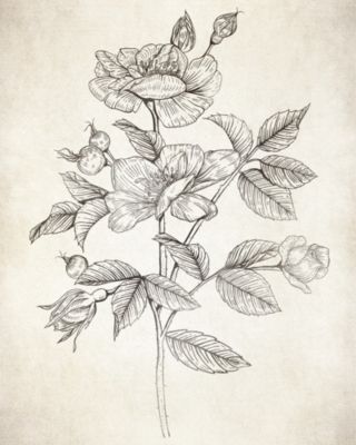 Affiche vintage herbier l.24 x H.30 cm Dada Art