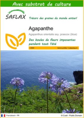 Sitemapcdatahttpsintkedriinforecuperer Graines Agapanthes