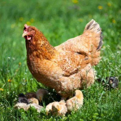 Aliment volaille 25 kg, Premium, pour poules, oies, canards