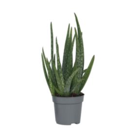 Aloès vera - Aloe barbadensis - Hauteur 25-40cm - Pot 10,5cm