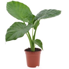 Alocasia Macrorrhiza - 'Oreille d'éléphant' - Pot 17cm - Hauteur 60-70cm