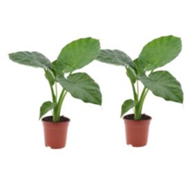 Alocasia Macrorrhiza - Set de 2 - Pot 17cm - Hauteur 60-70cm