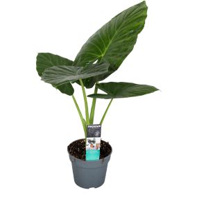 Alocasia Odora 'Oreille d'éléphant' - Pot 17cm - Hauteur 55-75cm