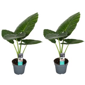 Alocasia Odora - Set de 2 - Oreille d'éléphant - Pot 17cm - Hauteur 55-75cm