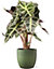 Alocasia polly 17cm avec cache pot rayures vertes