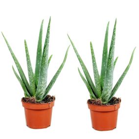 Aloe Vera - Set de 2 - Succulente - Pot 10,5cm - Hauteur 25-40cm