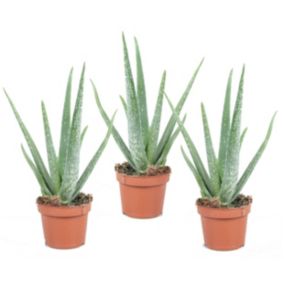 Aloe Vera - Set de 3 - Succulentes - Pot10,5cm - Hauteur 25-40cm