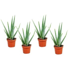 Aloe Vera - Set de 4 - Succulentes - Pot10,5cm - Hauteur 25-40cm