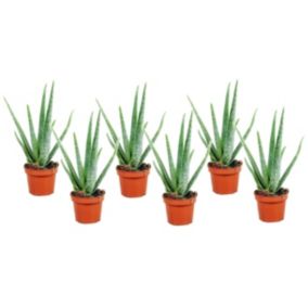 Aloe Vera - Set de 6 - Succulentes - Pot10,5cm - Hauteur 25-40cm