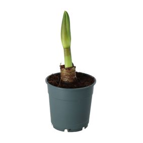 Amaryllis avec pot 12 cm