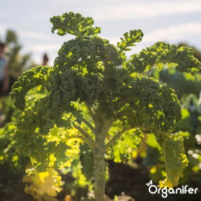 Amendement Du Sol Biochar - 10 Kg - 35 L - Amendement Organique Du Sol - Organifer