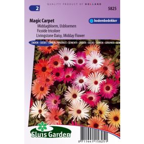 Amour Ardent, Lychnide Croix de Jéruzalem Rouge - Graines De Fleurs Vivaces - Ca. 0,2 g