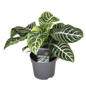 Aphelandra - Plante d'interieur - Plante Zébrée - Pot 13cm - Hauteur 25-45cm