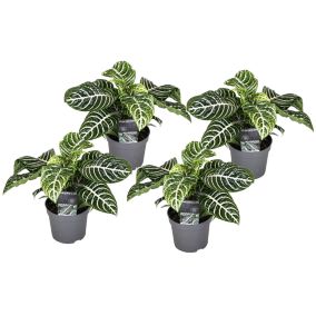 Aphelandra - Set de 4 - Plante Zébrée - Pot 13cm - Hauteur 25-45cm