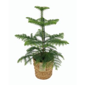 Araucaria Heterophylla - Inclus panier - Pin - Pot 17cm - Hauteur 50-60cm