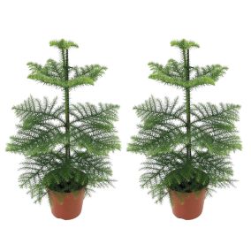 Araucaria Heterophylla - x2 - Pin de Norfolk - Pot 14cm - Hauteur 45-55cm