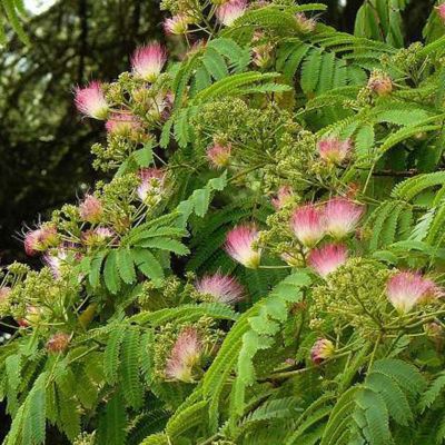 Arbre de soie 'Ombrella' - Albizia julibrissin 'Ombrella'  - 40-50 cm pot