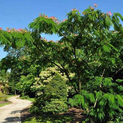 Arbre de soie 'Ombrella' - Albizia julibrissin 'Ombrella'  - 40-50 cm pot