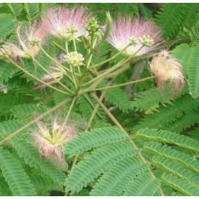 Arbre de soie 'Rosea' - Albizia julibrissin 'Rosea'  - 40-50 cm pot