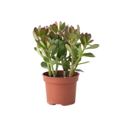 Plante De Jade (Crassula Ovata) - Pot 12 Cm, Hauteur 15-20 Cm - Plante Grasse Facile D'Entretien