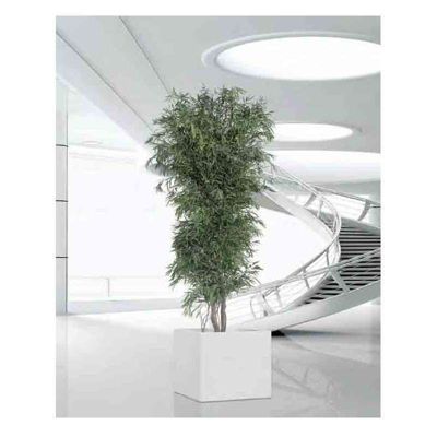 Arbre Naturel Eucalyptus Nicoly Stabilisé Vert - Arbre stabilisé - Plante d'Intérieur - 180 cm