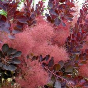 Arbre à perruque 'Royal Purple' - Cotinus Coggygria 'Royal Purple'  - 60-80 cm pot