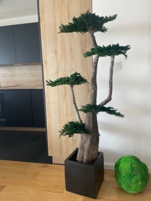 Arbre Stabilisé Procumbens Naturel  - Arbre Stabilisé - Plante d'Intérieur -160 cm