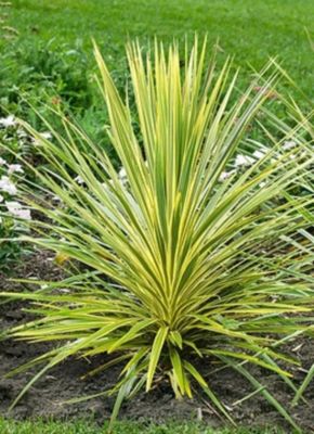 Arbres et plantes - CORDYLINE australis 'lime passion' - Pot 4 L - 200cm - Rose et violet - Extérieur