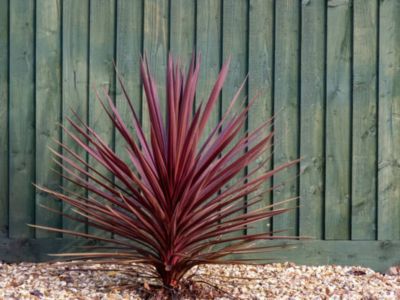Arbres et plantes - CORDYLINE australis red star - Pot 10 L - 200cm - Rose - Extérieur