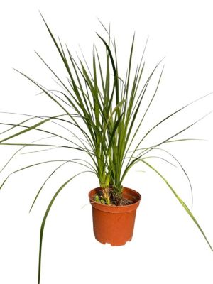 Arbres et plantes - CORDYLINE indivisa - Pot 10 L - H 120 cm - 150cm - Rose et vert - Extérieur
