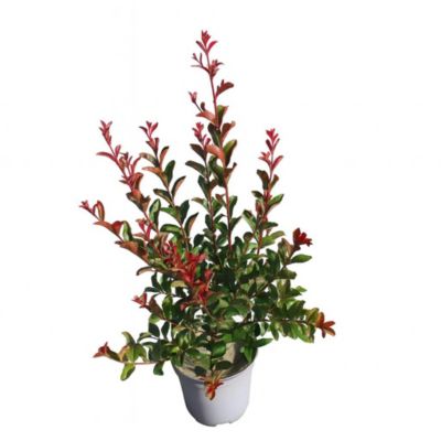 Arbres et plantes - LAGESTROEMIA ind. 'dynamite' - Pot 4 L - 300cm - Rouge vif - Extérieur