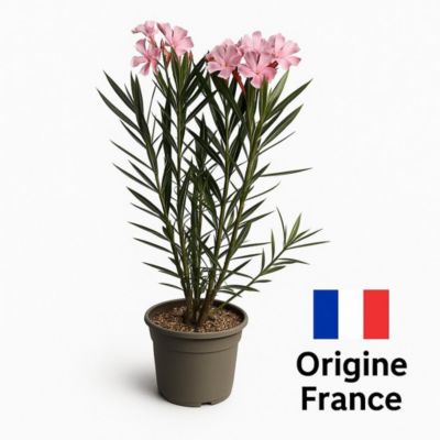 Arbres et plantes - Laurier rose 'emile sahut' - Pot 3 L - H 80 cm - 150cm - Rose vif - Extérieur