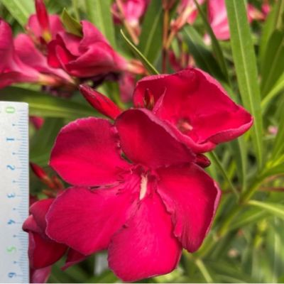 Arbres et plantes - Laurier rose 'emile sahut' - Pot 3 L - H 80 cm - 150cm - Rose vif - Extérieur