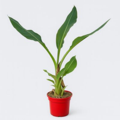 Arbres et plantes - MUSELLA lasiocarpa - Pot 5 L - 300cm - Jaune ...