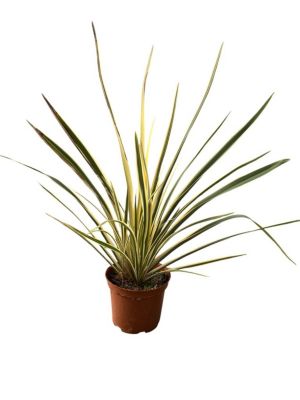 Arbres et plantes - PHORMIUM tenax variegatum c10l. 60/90 - 150cm - Rouge et jaune - Extérieur
