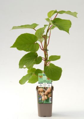 Arbuste fruitier kiwi Herma Cerdys - 1 pot