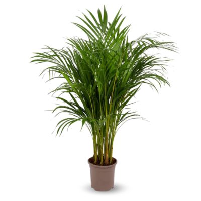 Areca - dypsis lutescens - palmier d'intérieur - hauteur 100-110 cm - diamètre 19 cm - purificateur d'air