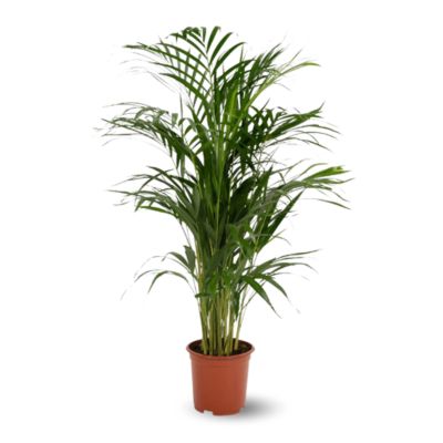 Areca - dypsis lutescens - palmier d'intérieur - hauteur 70-80 cm - diamètre 17 cm - purificateur d'air