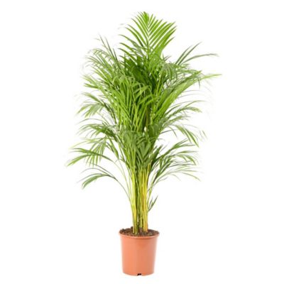 Castorama Plante Exterieur