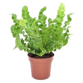 Asplenium 'Vague croustillante' - Fougère - Pot12cm - Hauteur 25-40cm