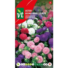 Aster Reine Naine - Ca. 0,75 gr