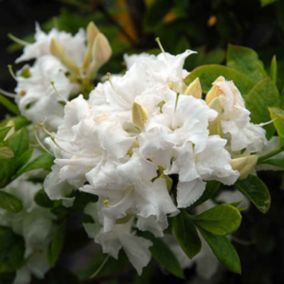 Azalée caduque knaphill blanc - Azalea Knaphill Wit  - 60-80 cm pot