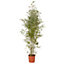 Bambou Auréa en pot de 10L Hauteur 180/200 cm