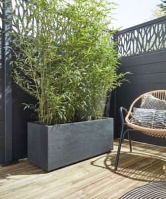 Bambou Auréa en pot de 10L Hauteur 180/200 cm